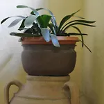 Annamaria