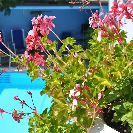 Annamaria דומאסו