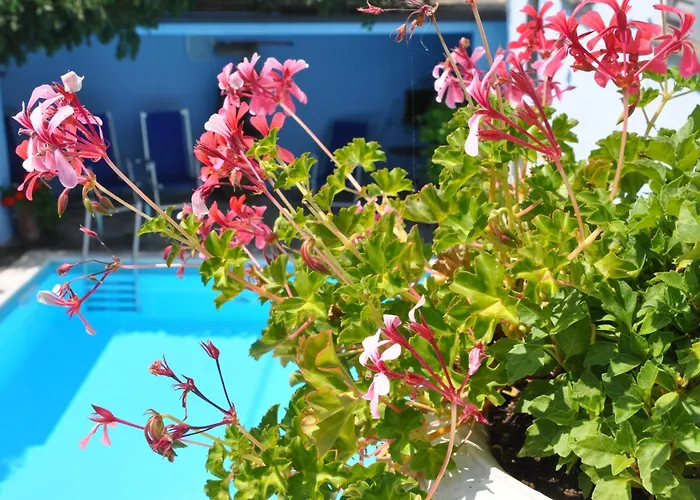 Annamaria דומאסו